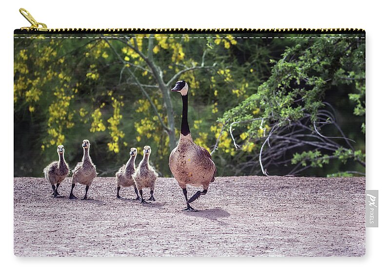 Canada Zip Pouch featuring the photograph Canada Goose and Goslings 7581-042618-1 #1 by Tam Ryan