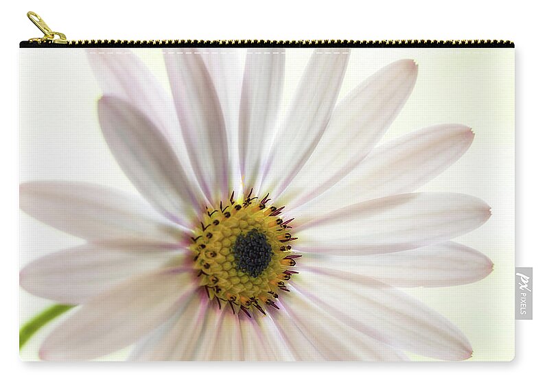 Floral Zip Pouch featuring the photograph Cape Daisy #3 by Shirley Mitchell