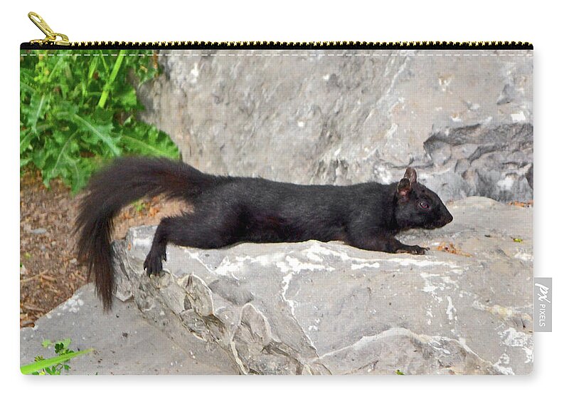 Squirrel Zip Pouch featuring the photograph Catching Some Rays 006 #1 by George Bostian