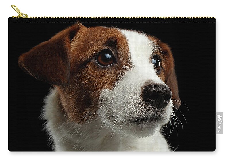  Closeup Zip Pouch featuring the photograph Closeup Portrait of Jack Russell Terrier Dog on Black by Sergey Taran