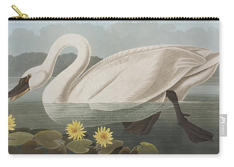 Swan Zip Pouch featuring the painting Common American Swan by John James Audubon