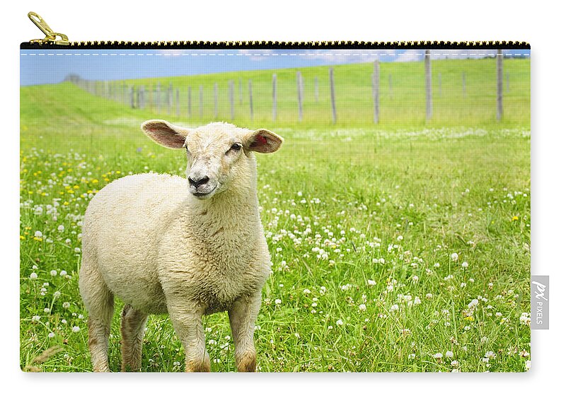 Sheep Zip Pouch featuring the photograph Cute young sheep 1 by Elena Elisseeva