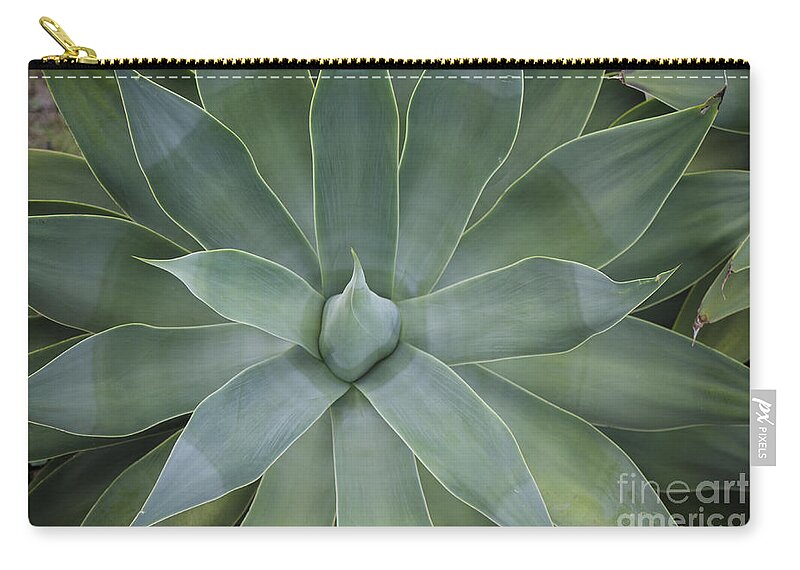 Agave Attenuata Zip Pouch featuring the photograph Detail of an Agave attenuata #1 by Perry Van Munster