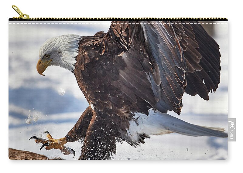 Bald Eagle Zip Pouch featuring the photograph Eagle Landing #1 by Paul Freidlund