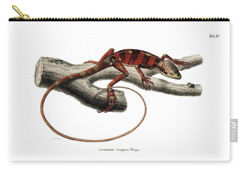 Reptiles Zip Pouch featuring the drawing Eastern Casquehead Iguana, Laemanctus longipes #1 by Carl Wilhelm Pohlke