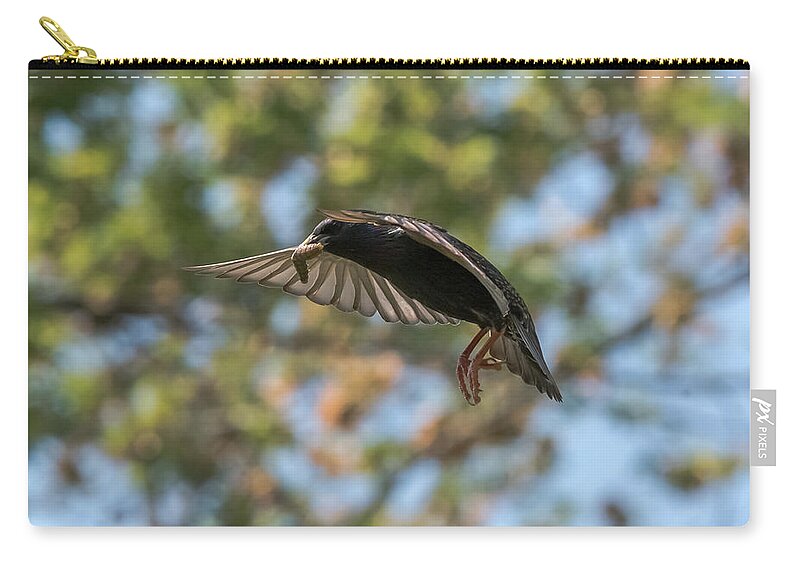 Starling Zip Pouch featuring the photograph European Starling  #1 by Holden The Moment