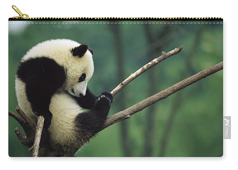 Mp Zip Pouch featuring the photograph Giant Panda Ailuropoda Melanoleuca Year by Cyril Ruoso