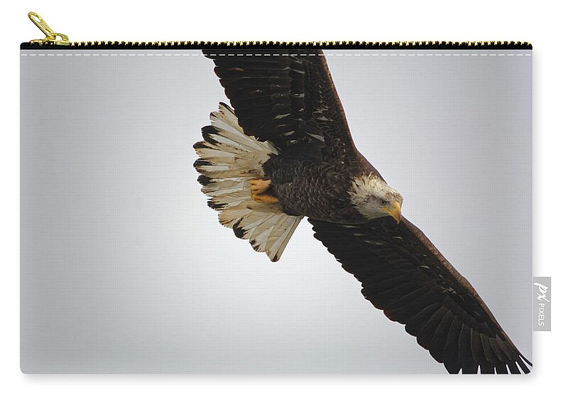 Eagle Zip Pouch featuring the photograph Gliding #1 by Peter Ponzio