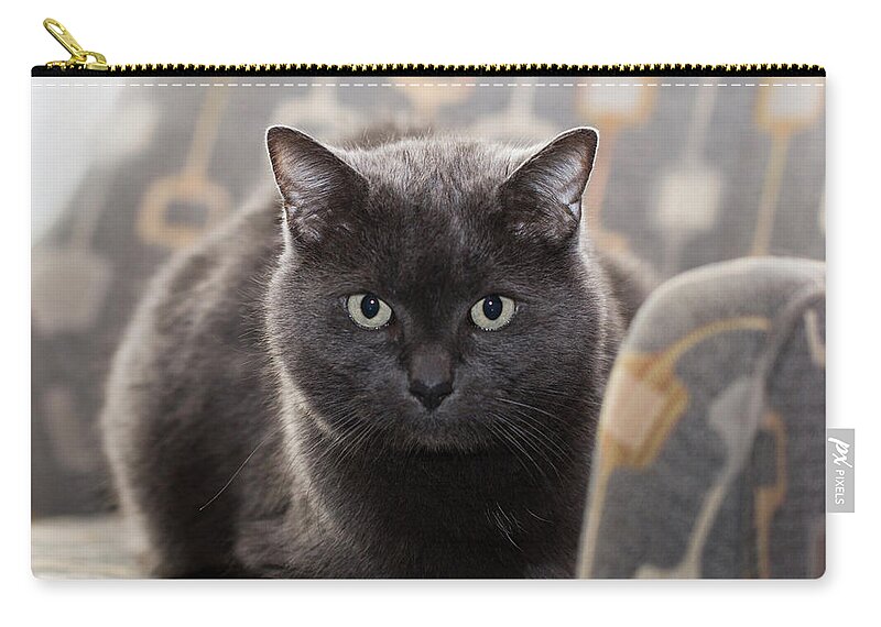 Cat Zip Pouch featuring the photograph Jeff the Cat #1 by Susan Stone