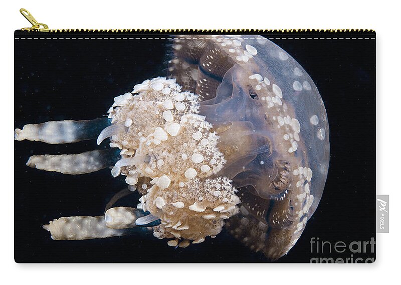 Black Zip Pouch featuring the photograph Jellyfish #1 by Dave Fleetham - Printscapes