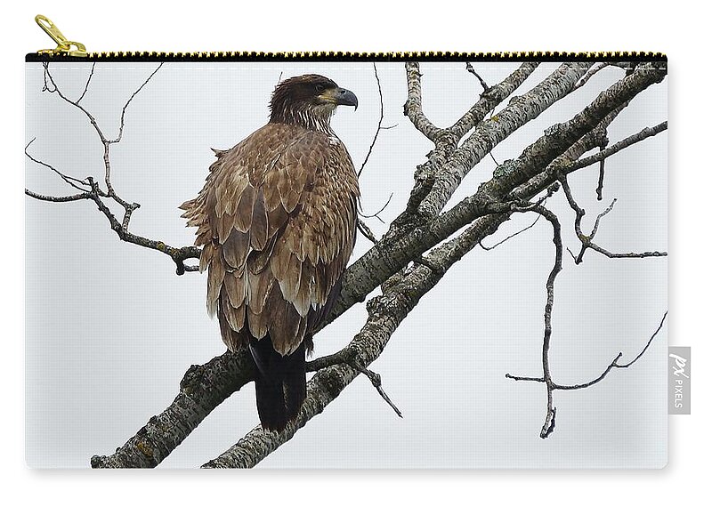Bird Zip Pouch featuring the photograph Juvenile Eagle #1 by Steven Clipperton