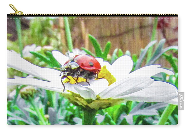 Daisy Flower Zip Pouch featuring the photograph Ladybug on Daisy Flower #1 by Cesar Vieira