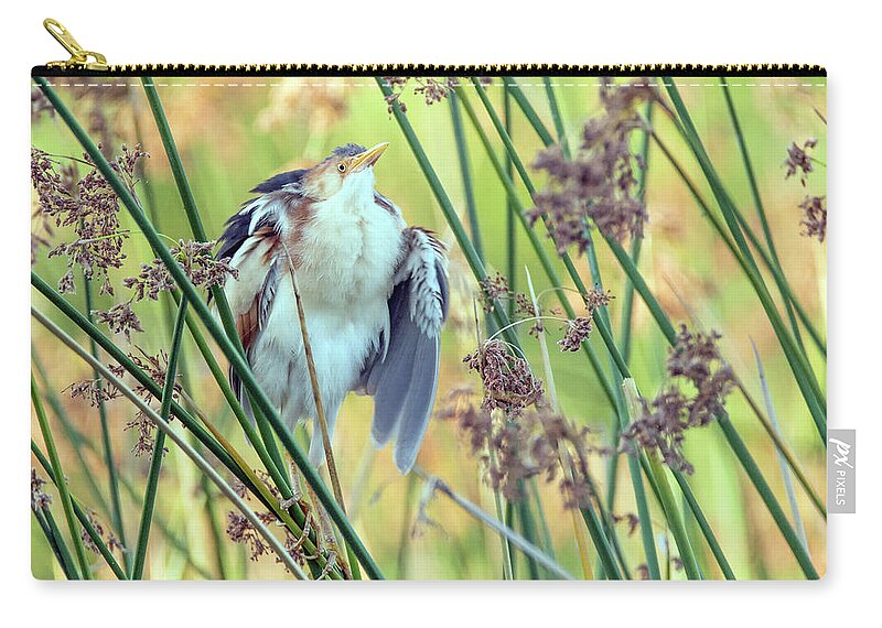 Least Zip Pouch featuring the photograph Least Bittern Fluffing Up 3877 #2 by Tam Ryan