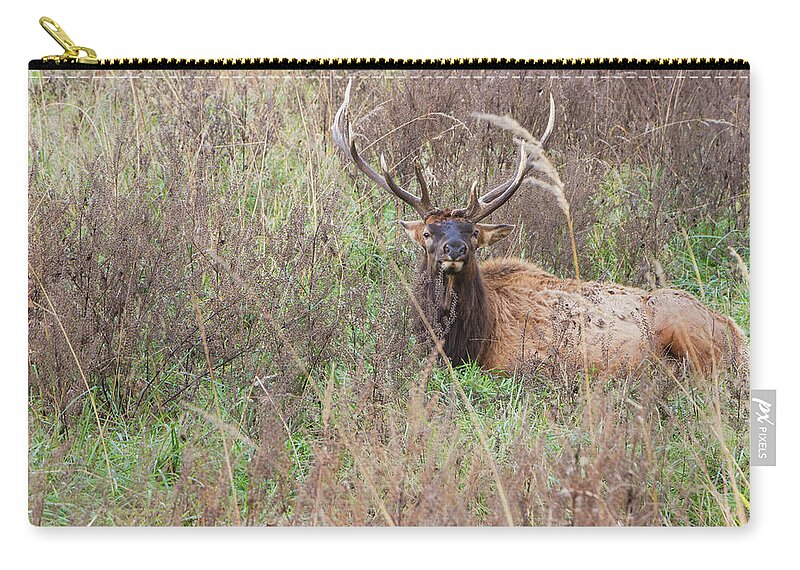 Lone Elk Park Carry-all Pouch featuring the photograph Lone Elk by Holly Ross
