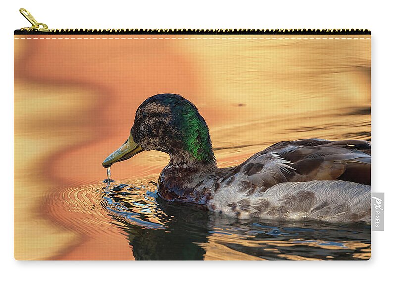 Mallard Duck Zip Pouch featuring the photograph Searching For Breakfast by Jonathan Nguyen