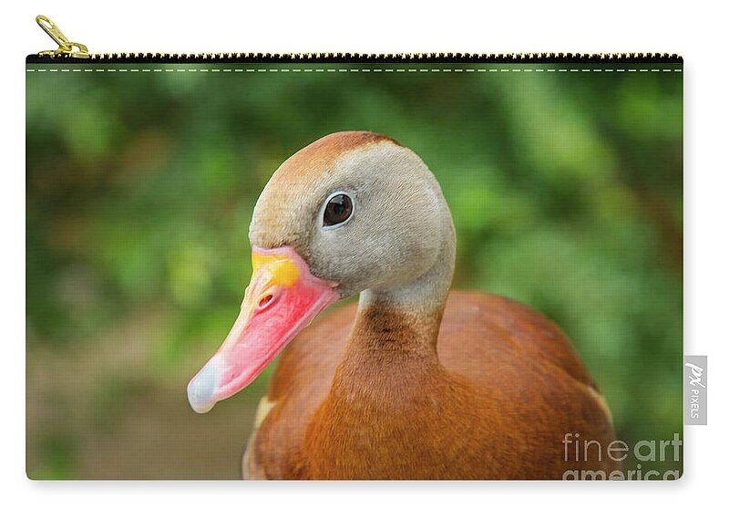 Cameron Park Zoo Zip Pouch featuring the photograph Whistling Duck Best Pose by Bob Phillips
