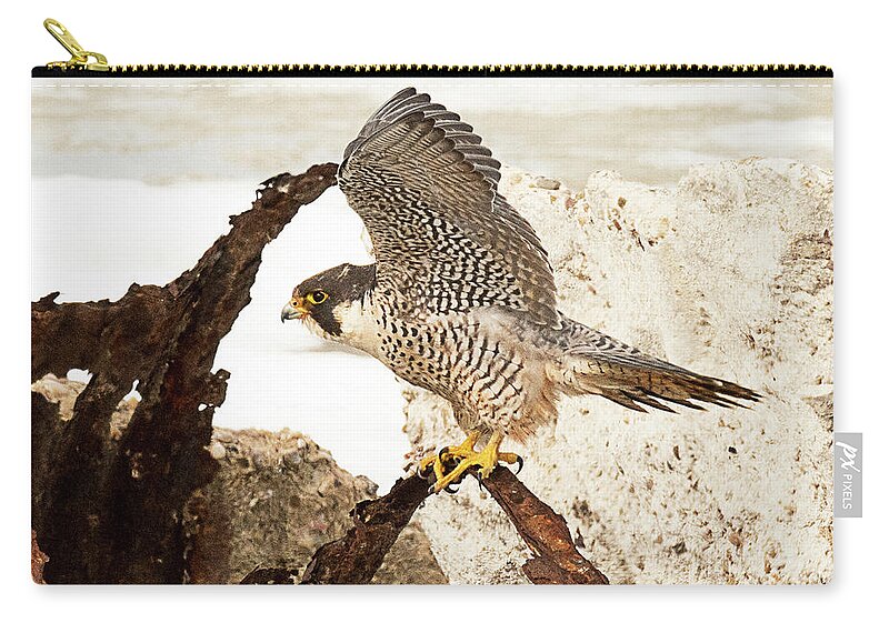 Bird Zip Pouch featuring the photograph Peregrine Falcon #1 by Dennis Hammer