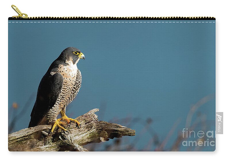 Peregrine Falcon Zip Pouch featuring the photograph Peregrine falcon #2 by Sam Rino