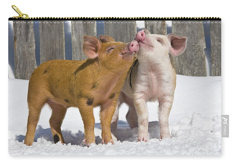 Piglet Zip Pouch featuring the photograph Piglets Playing In Snow #1 by Jean-Louis Klein & Marie-Luce Hubert
