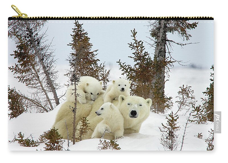 #faatoppicks Zip Pouch featuring the photograph Polar Bear Ursus Maritimus Trio #1 by Matthias Breiter