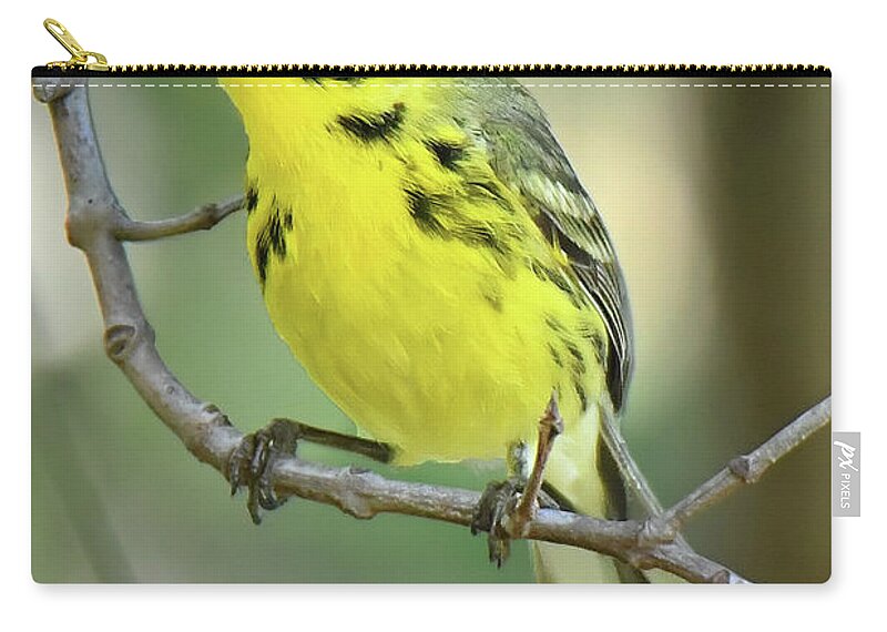 Bird Zip Pouch featuring the photograph Prairie Warbler #1 by Alan Lenk