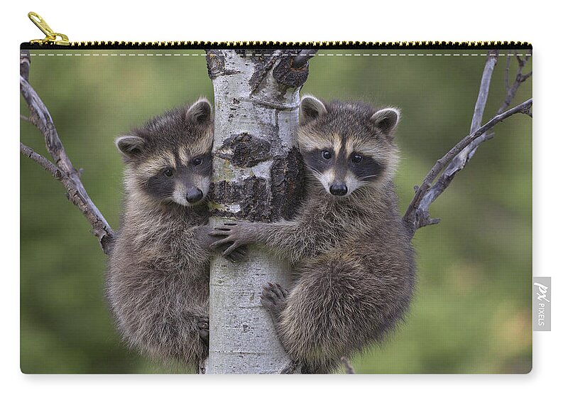 00176520 Carry-all Pouch featuring the photograph Raccoon Two Babies Climbing Tree by Tim Fitzharris