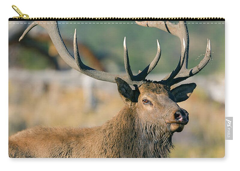 Bull Elk Zip Pouch featuring the photograph Rocky Mountain Elk #1 by Gary Langley