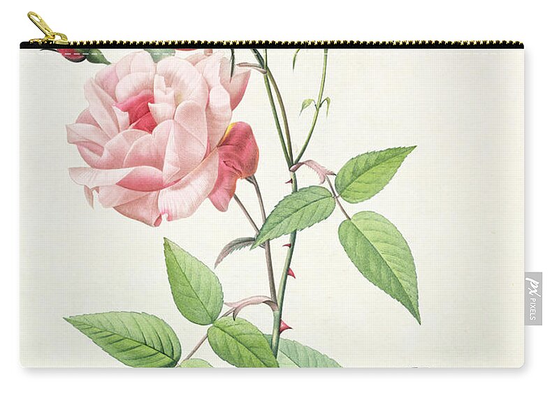 Rosa Carry-all Pouch featuring the drawing Rosa Indica Vulgaris by Pierre Joseph Redoute