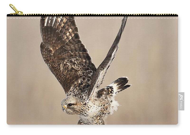 Bird Zip Pouch featuring the photograph Rough Legged Hawk Hunting #2 by Dennis Hammer