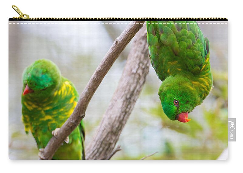 Scaly-breasted Lorikeet Zip Pouch featuring the photograph Scaly-breasted Lorikeet #1 by B.G. Thomson