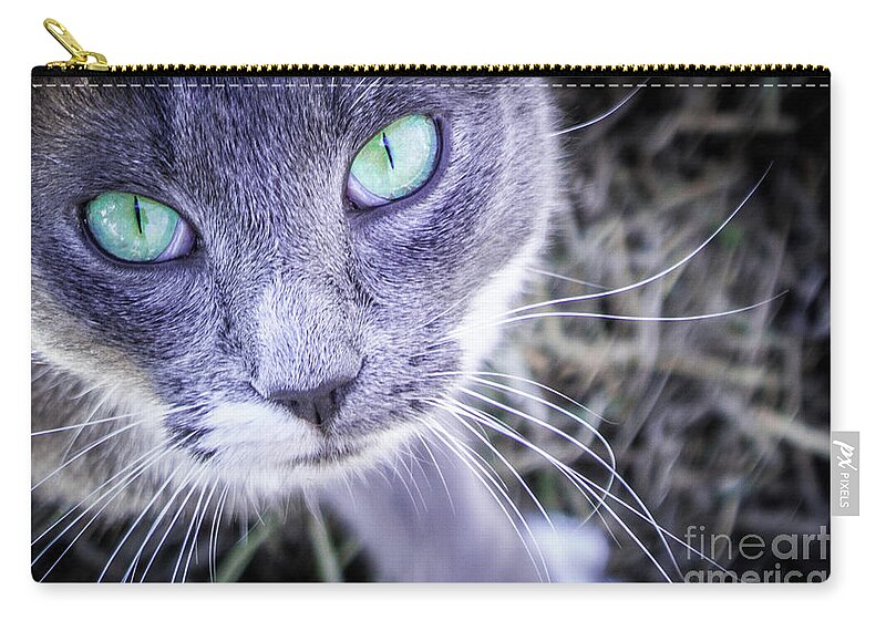 Black Zip Pouch featuring the photograph Skitty Cat #1 by Cheryl McClure