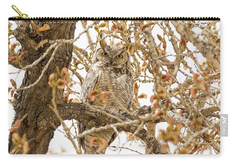 Owl Zip Pouch featuring the photograph Staring Great Horned Owl #1 by Tony Hake