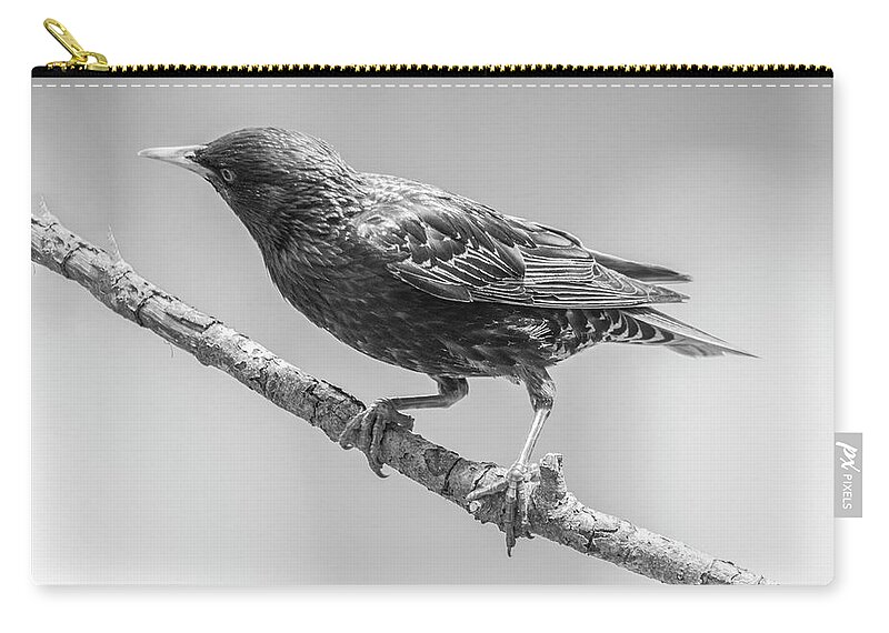 Bird Zip Pouch featuring the photograph Starling #1 by Cathy Kovarik