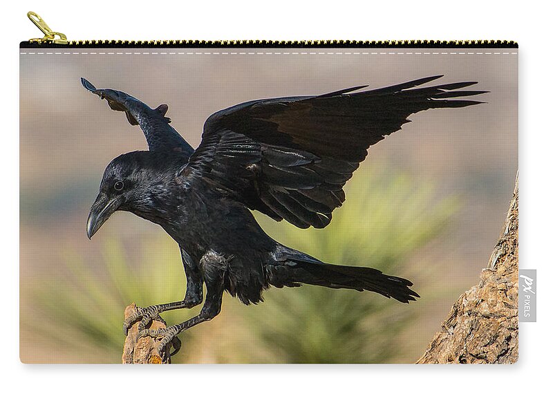 Raven Zip Pouch featuring the photograph Sticking the Landing #1 by Lisa Manifold