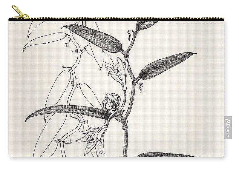 Botanical Drawing Zip Pouch featuring the drawing Vanilla by Judith Kunzle