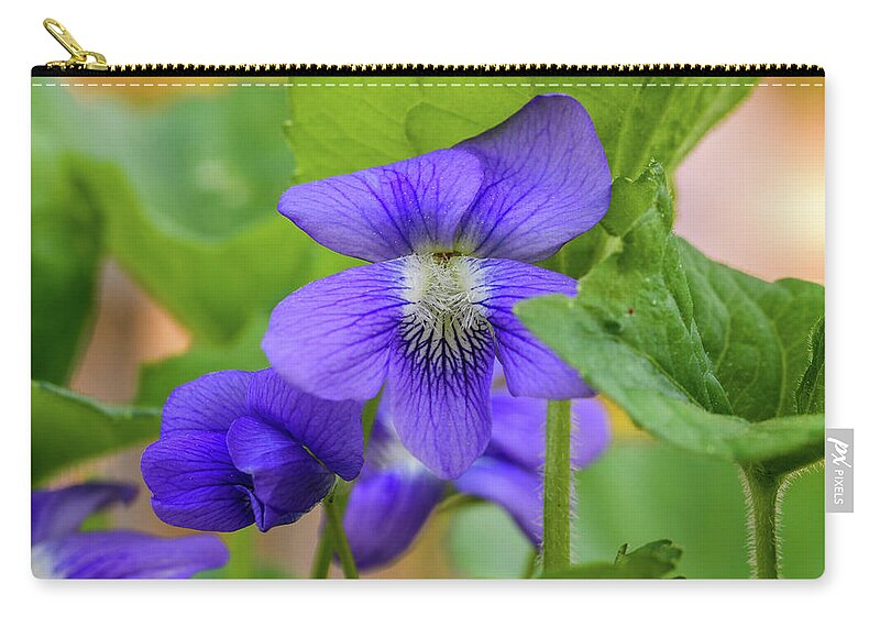 Blue Zip Pouch featuring the photograph Wild Violets by Ron Dubreuil
