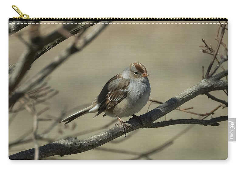 White Crowned Sparrow Carry-all Pouch featuring the photograph White-Crowned Sparrow    by Holden The Moment