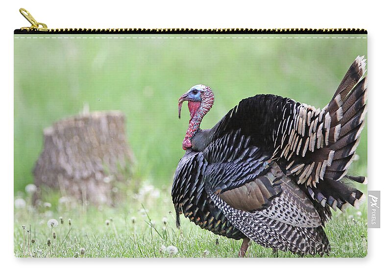 Wild Turkey Zip Pouch featuring the photograph Wild Turkey #1 by Elizabeth Winter