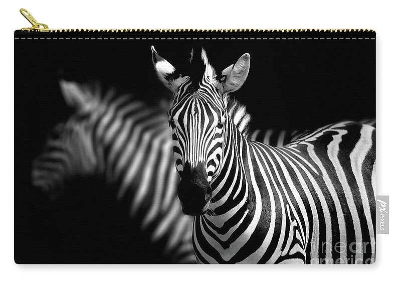 Zebra Zip Pouch featuring the photograph Zebra #1 by Charuhas Images