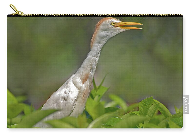 Cattle Egret Zip Pouch featuring the photograph 11- Cattle Egret by Joseph Keane