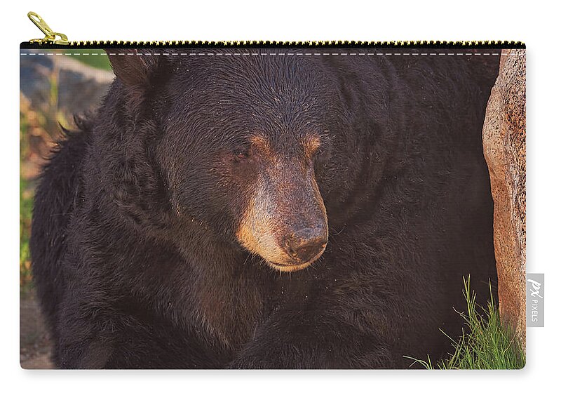 Animal Zip Pouch featuring the photograph Black Bear #12 by Brian Cross