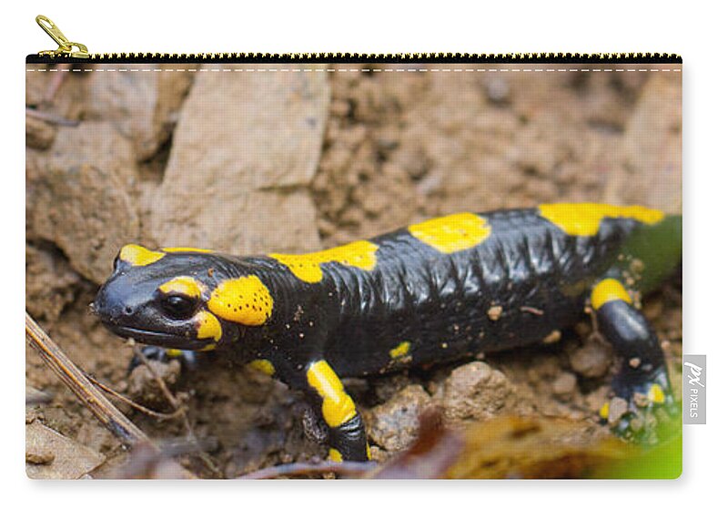 Amphibia Zip Pouch featuring the photograph Fire salamander #13 by Jivko Nakev