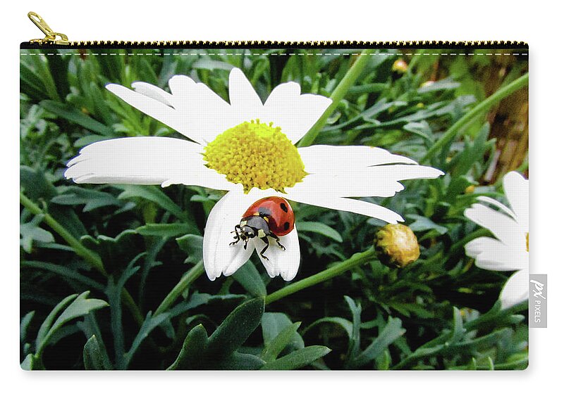Daisy Flower Zip Pouch featuring the photograph Ladybug #12 by Cesar Vieira