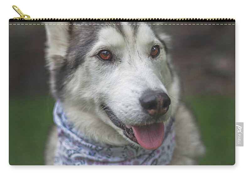 Animal Zip Pouch featuring the photograph Aurora #15 by Brian Cross