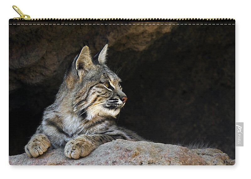 Bobcat Zip Pouch featuring the photograph Bobcat by Arterra Picture Library