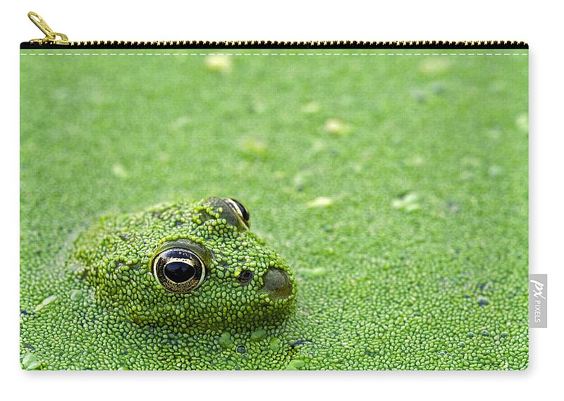 Edible Frog Zip Pouch featuring the photograph Camouflage by Arterra Picture Library