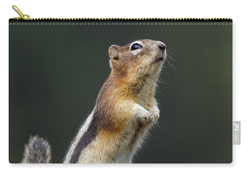 Golden-mantled Ground Squirrel Zip Pouch featuring the photograph Golden-Mantled Ground Squirrel #2 by Arterra Picture Library