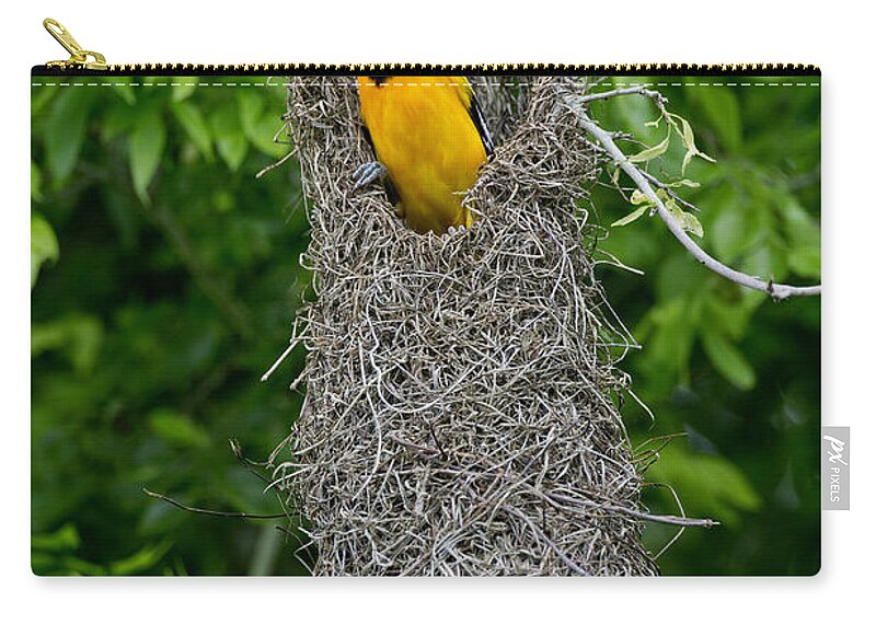 Altamira Oriole Zip Pouch featuring the photograph Altamira Oriole #2 by Anthony Mercieca