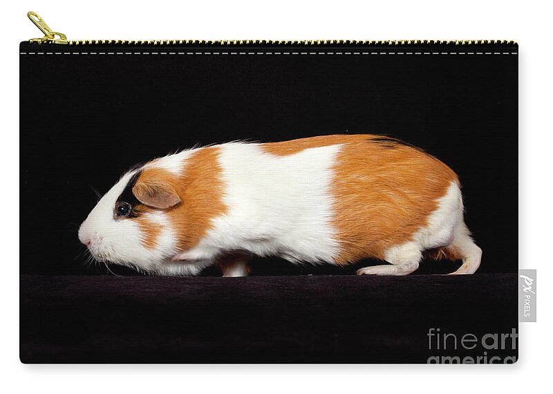 American Guinea Pig Zip Pouch featuring the photograph American Guinea Pigs - Cavia porcellus #2 by Anthony Totah