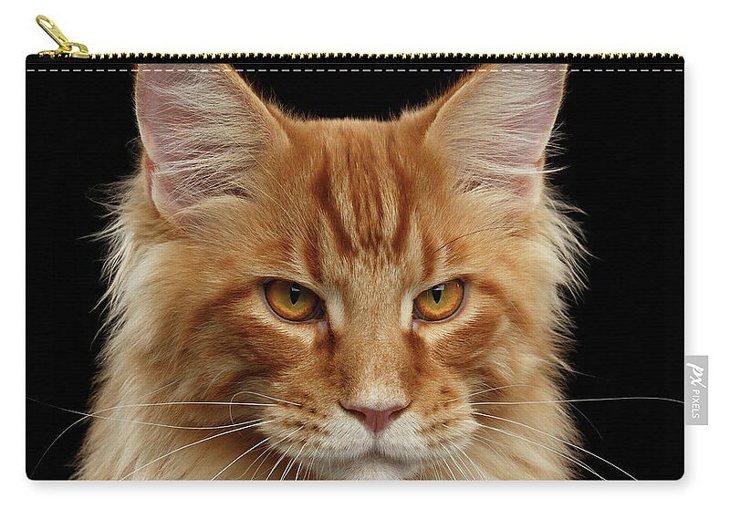 Angry Zip Pouch featuring the photograph Angry Ginger Maine Coon Cat Gazing on Black background #3 by Sergey Taran
